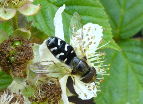  Scaeva pyrastri