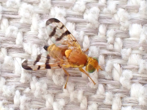 Rhagoletis meigenii