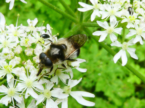  Cheilosia illustrata