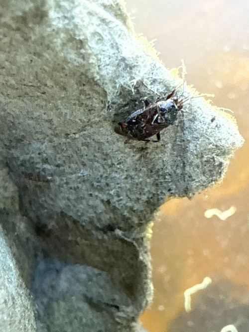  Deraeocoris (Deraeocoris) flavilinea