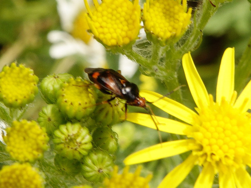  Deraeocoris (Deraeocoris) ruber