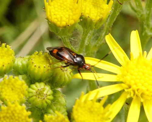  Deraeocoris (Deraeocoris) ruber