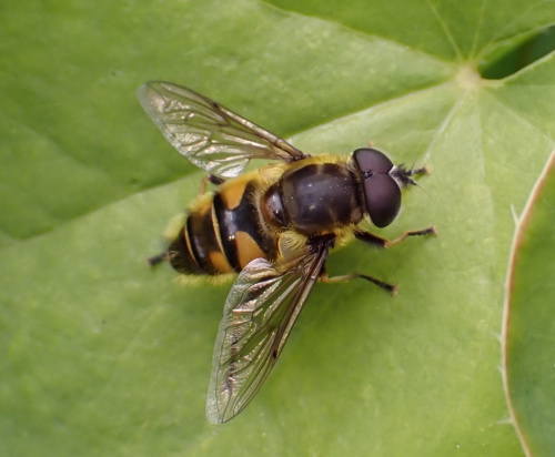 Batman Hoverfly Myathropa florea