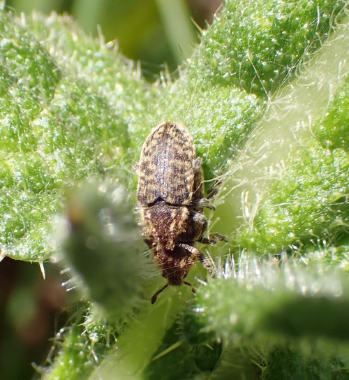  Rhinocyllus conicus
