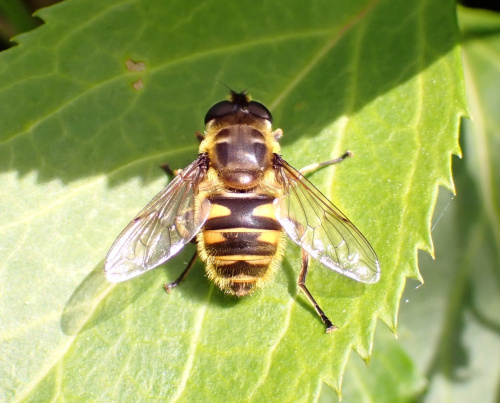 Batman Hoverfly Myathropa florea