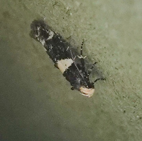 White-barred Apple Moth Recurvaria leucatella