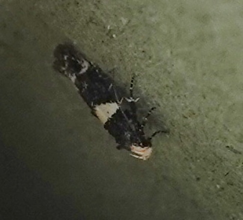 White-barred Apple Moth Recurvaria leucatella