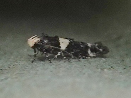 White-barred Apple Moth Recurvaria leucatella