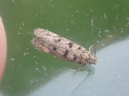 House Moss-moth Bryotropha domestica