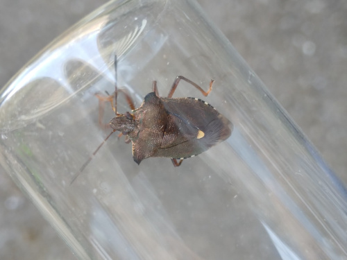 Red-legged Shieldbug Pentatoma rufipes