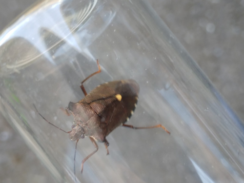 Red-legged Shieldbug Pentatoma rufipes