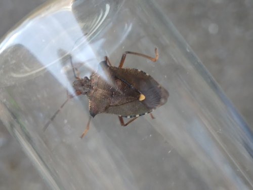Red-legged Shieldbug Pentatoma rufipes