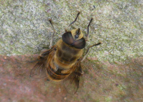  Eristalis tenax