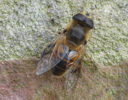  Eristalis tenax