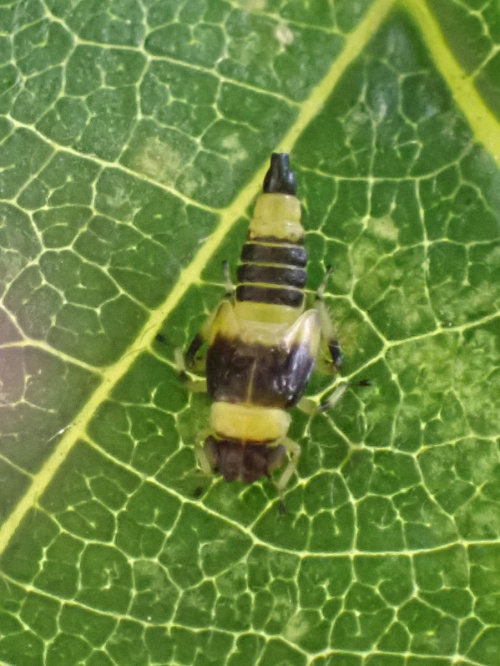  Eupterycyba jucunda