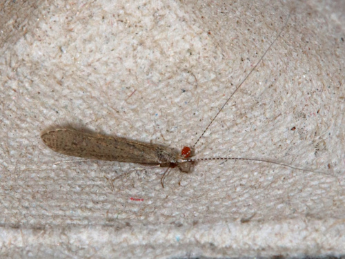  Leptocerus tineiformis
