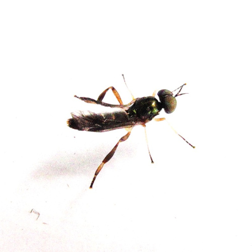 Dull Four-spined Legionnaire Chorisops tibialis