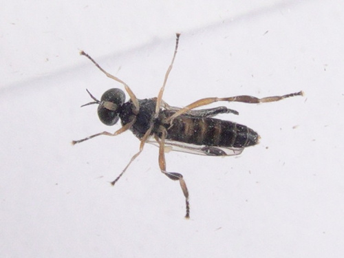 Dull Four-spined Legionnaire Chorisops tibialis