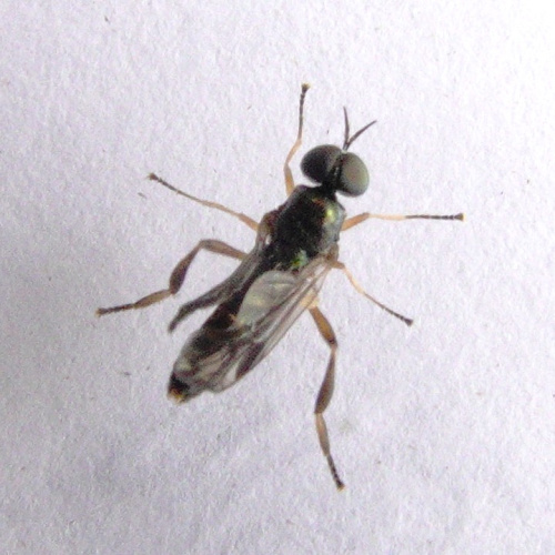 Dull Four-spined Legionnaire Chorisops tibialis