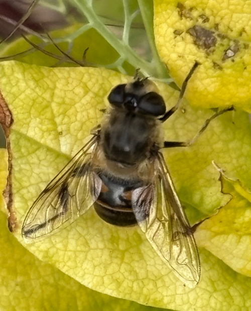  Eristalis tenax