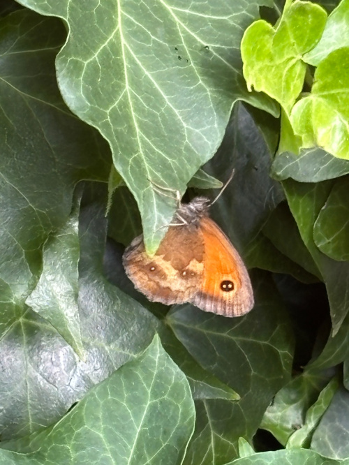Gatekeeper Pyronia tithonus