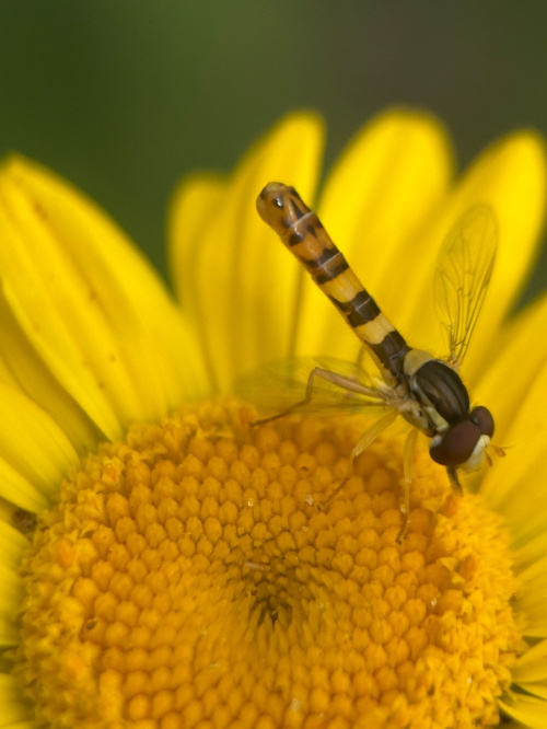  Sphaerophoria scripta
