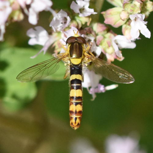  Sphaerophoria scripta
