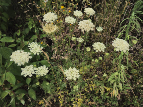 Wild Carrot Daucus carota
