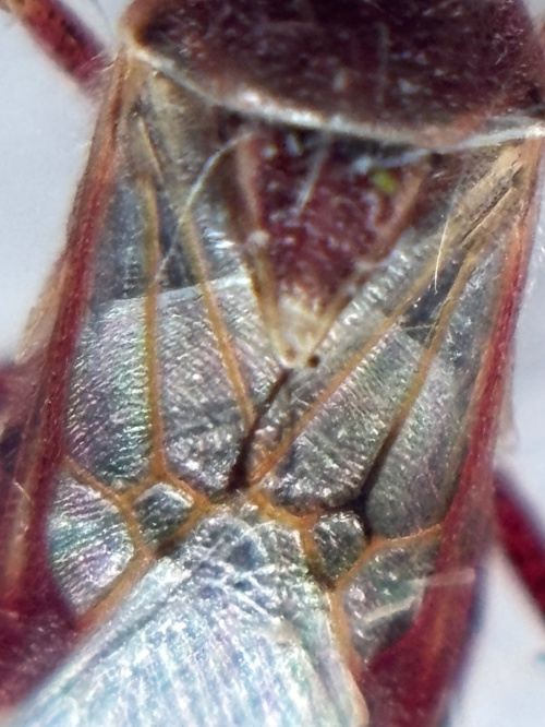 Species image