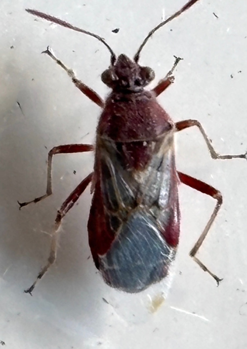 Species image