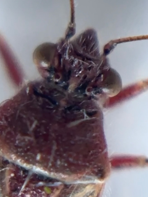 Species image