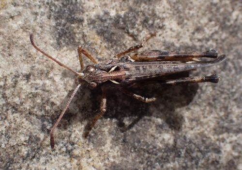 Species image