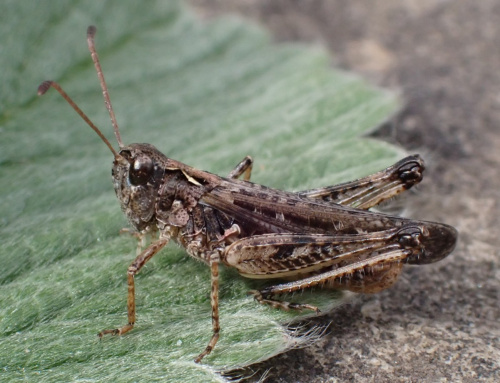 Species image