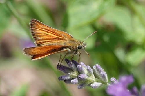 Small Skipper Thymelicus sylvestris