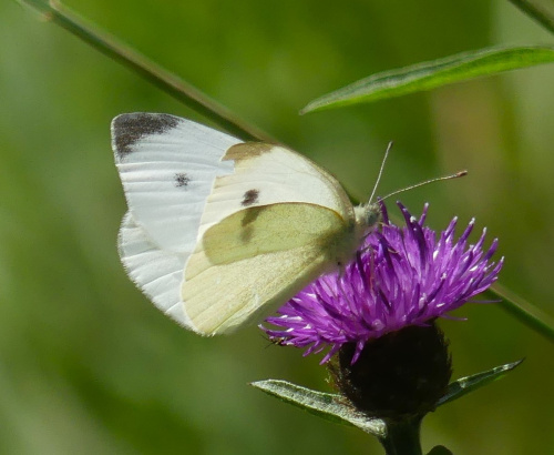 Small White Pieris rapae