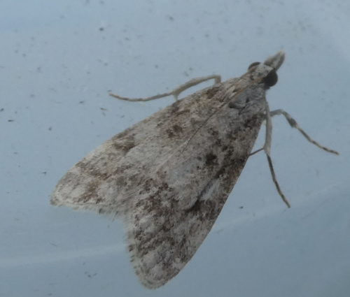 Little Grey Eudonia lacustrata