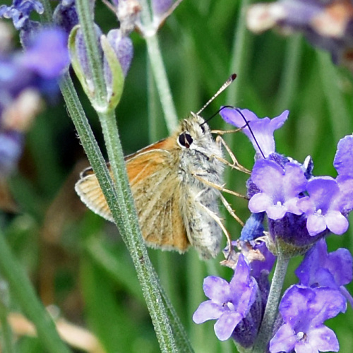 Essex Skipper Thymelicus lineola