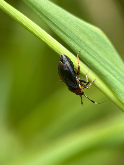  Capsus ater