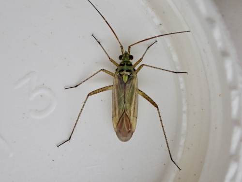  Oncotylus (Oncotylus) viridiflavus