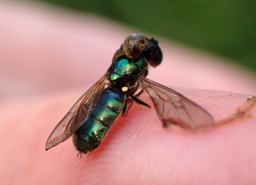 Broad Centurion Chloromyia formosa