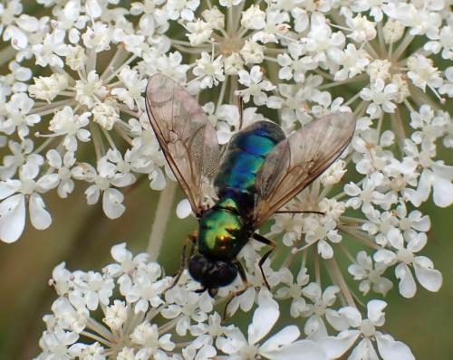 Broad Centurion Chloromyia formosa