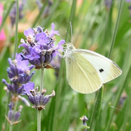 Large White Pieris brassicae