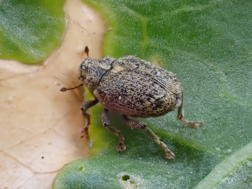 Cabbage Stem Weevil Ceutorhynchus pallidactylus