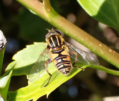  Helophilus pendulus