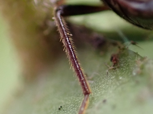 Species image