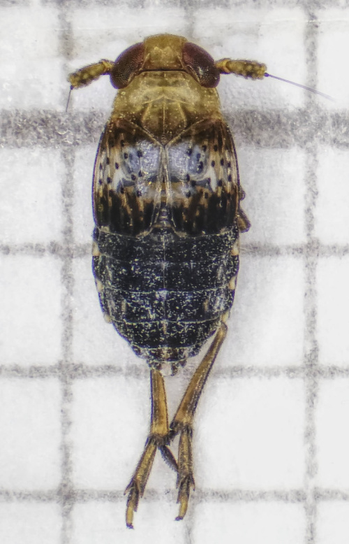  Conomelus anceps