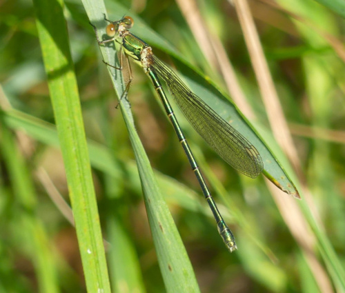 Willow Emerald Damselfly Chalcolestes viridis