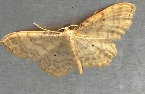Species image