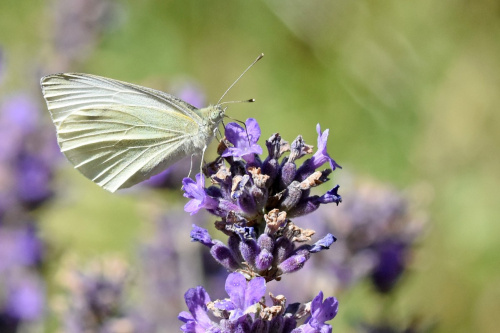 Green-veined White Pieris napi