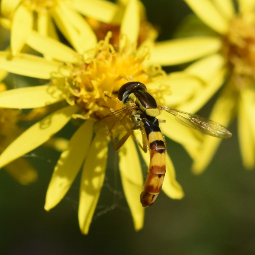  Sphaerophoria scripta